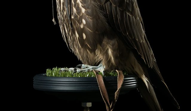 Black Gyr Falcon