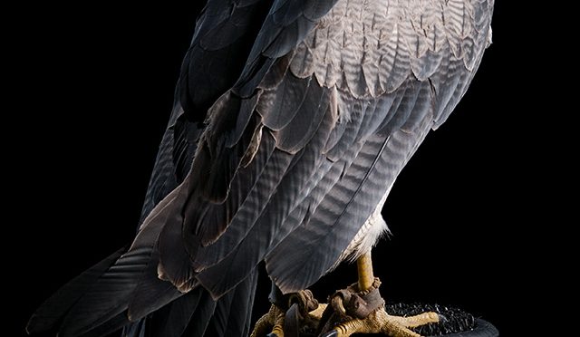 Chilean Blue Buzzard Eagle