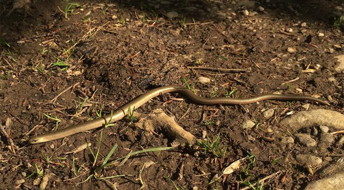 I finally saw my first wild slow worm in the UK