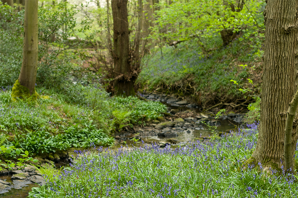 Bluebells in the woods