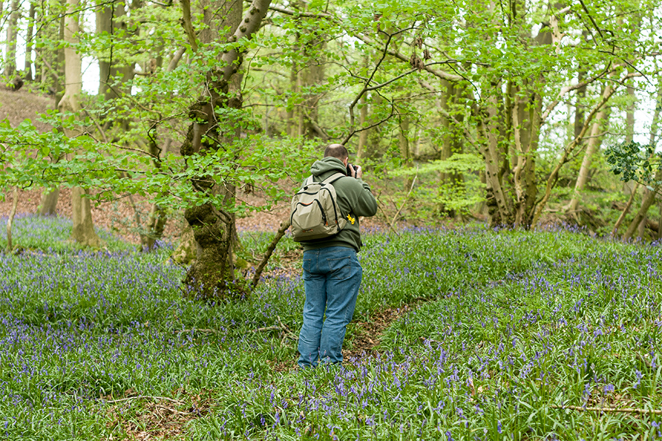 Bluebells in the woods