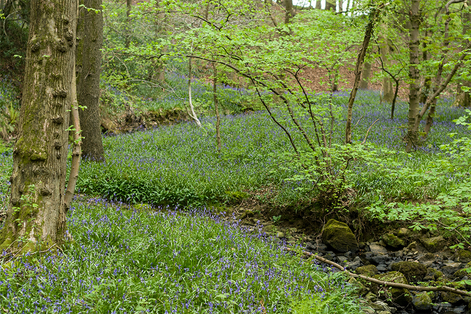 Bluebells in the woods
