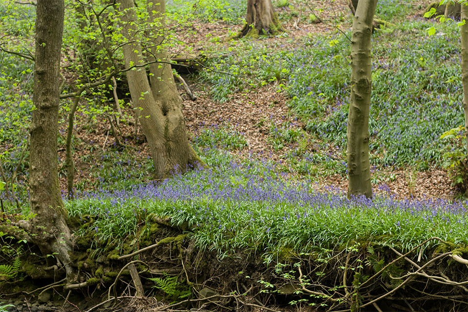 Bluebells in the woods