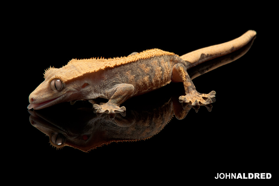 Crested Gecko