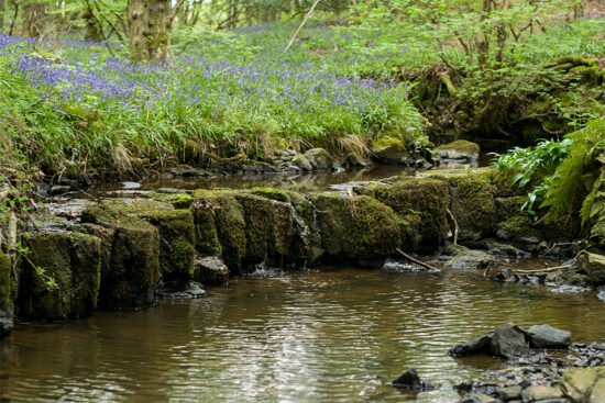 The Bluebells Are Back