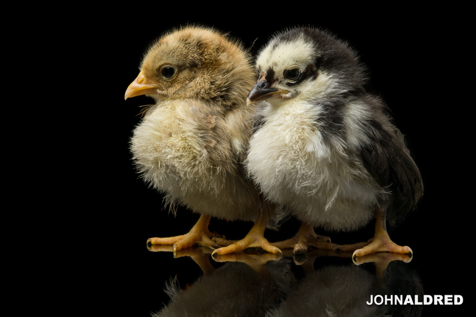 Serama Bantams