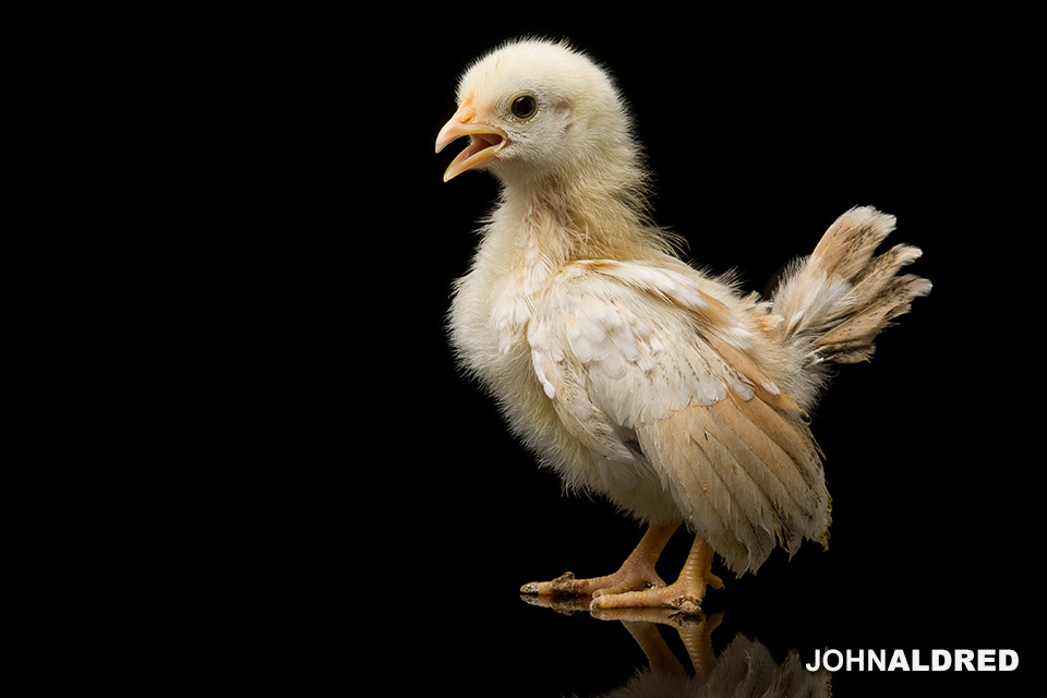 Serama Bantum Chick
