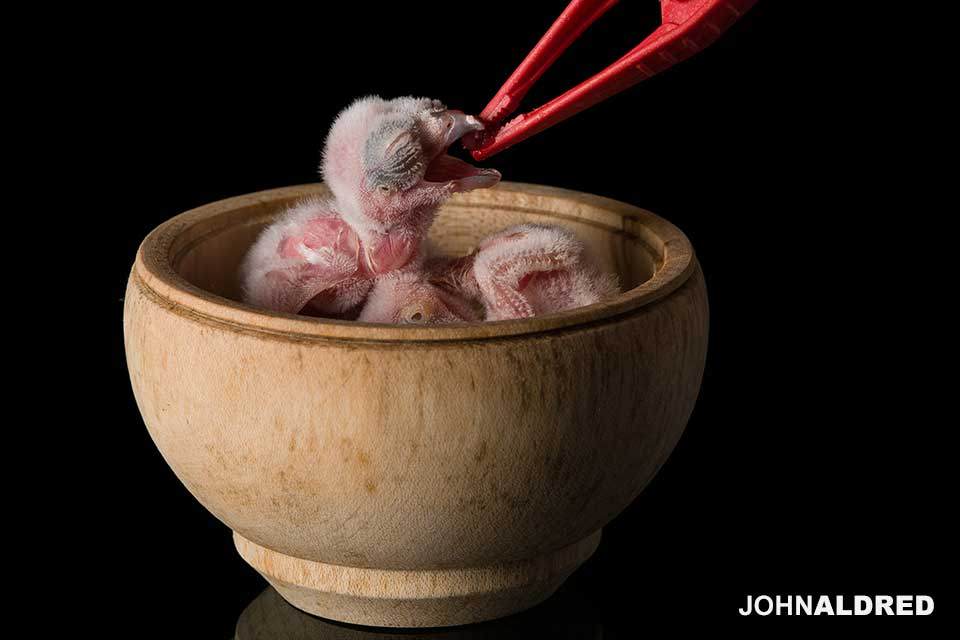 One-day-old Northern Hawk Owls feeding