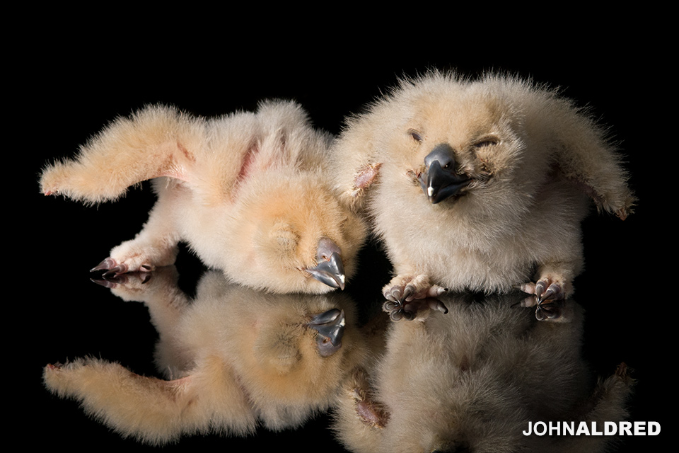 European Eagle Owl Chicks
