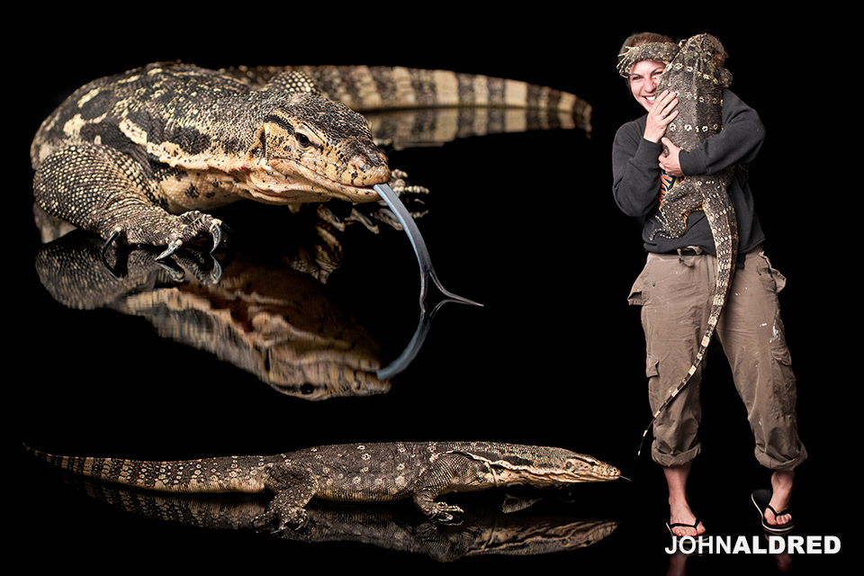 Varanus Salvator - Asian Water Monitor