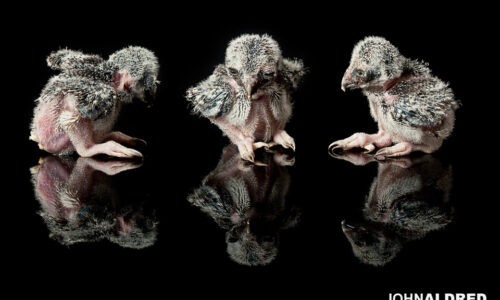 Three-week-old Northern Hawk Owl