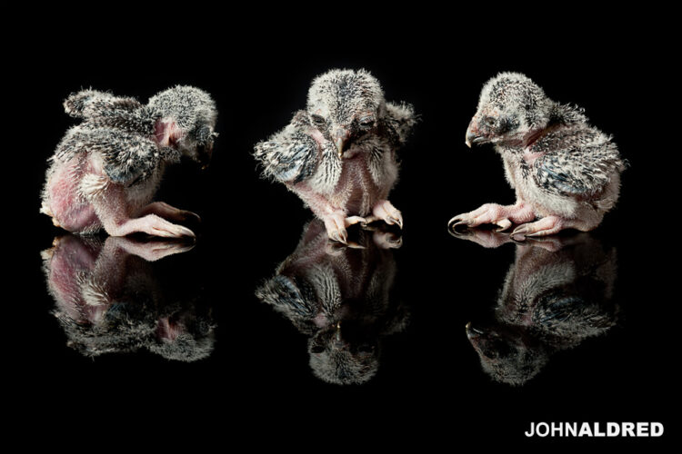 Three-week-old Northern Hawk Owl