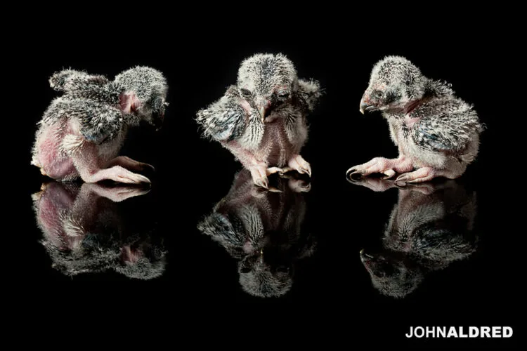 Three-week-old Northern Hawk Owl